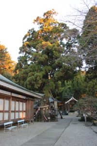 極楽寺境内の樹齢１０００年杉