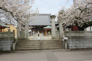 桜満開の国分寺本堂（2016.4）