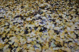 清水大師前　雪に覆われた銀杏の葉（2016.12）