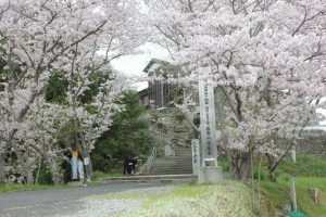 境内入口周辺には桜が（2017.4）