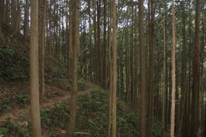 竹藪から木立に（2018.2）