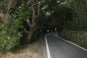 38番金剛福寺手前は樹木トンネル（2018.2）