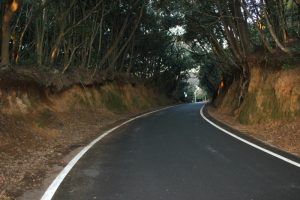 樹木トンネル道（2018.2）