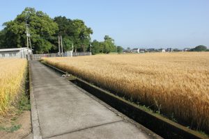 小麦畑沿いの遍路道（2018.5）